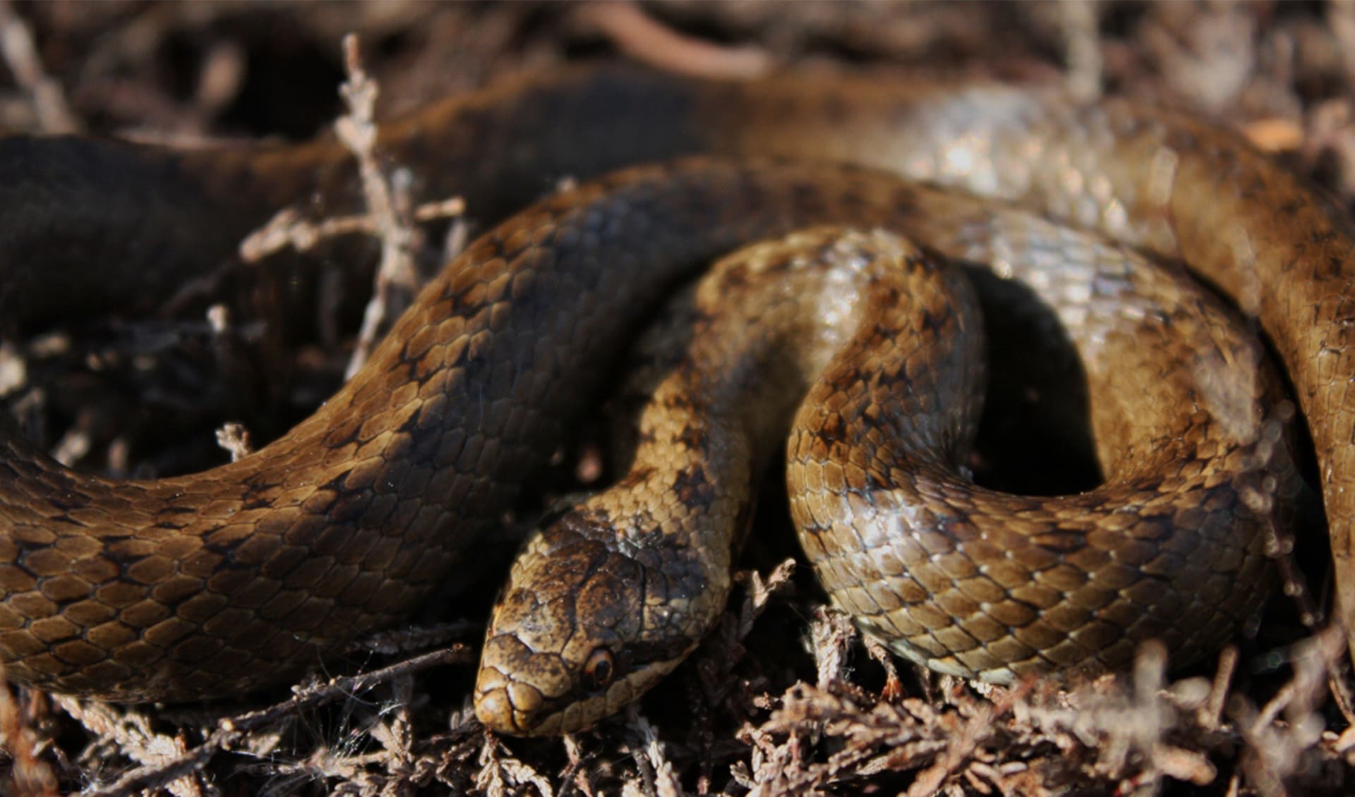 Smooth Snake Facts Distribution Population BioDB smooth-snake-facts-distribution-population-biodb